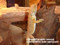 Bartagame-Info.de Wallpaper 1