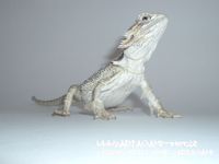 Bartagame-Info.de Wallpaper 10
