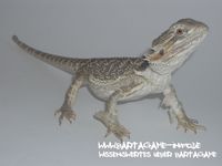 Bartagame-Info.de Wallpaper 11