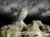 Bartagame-Info.de Wallpaper 13