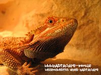 Bartagamen & Terrarium Wallpaper | Bartagame-Info.de