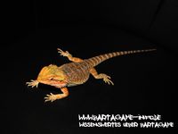 Bartagame-Info.de Wallpaper 15