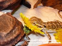 Bartagame-Info.de Wallpaper 16