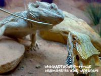Bartagame-Info.de Wallpaper 17