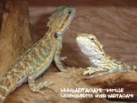 Bartagame-Info.de Wallpaper 3