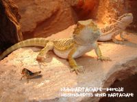Bartagame-Info.de Wallpaper 4