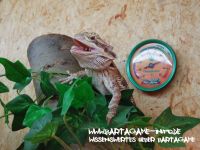 Bartagame-Info.de Wallpaper 5