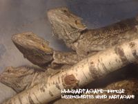 Bartagame-Info.de Wallpaper 6