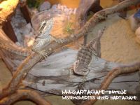 Bartagame-Info.de Wallpaper 7