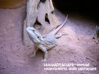 Bartagame-Info.de Wallpaper 8