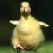 Benutzeravatar