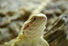 Benutzeravatar