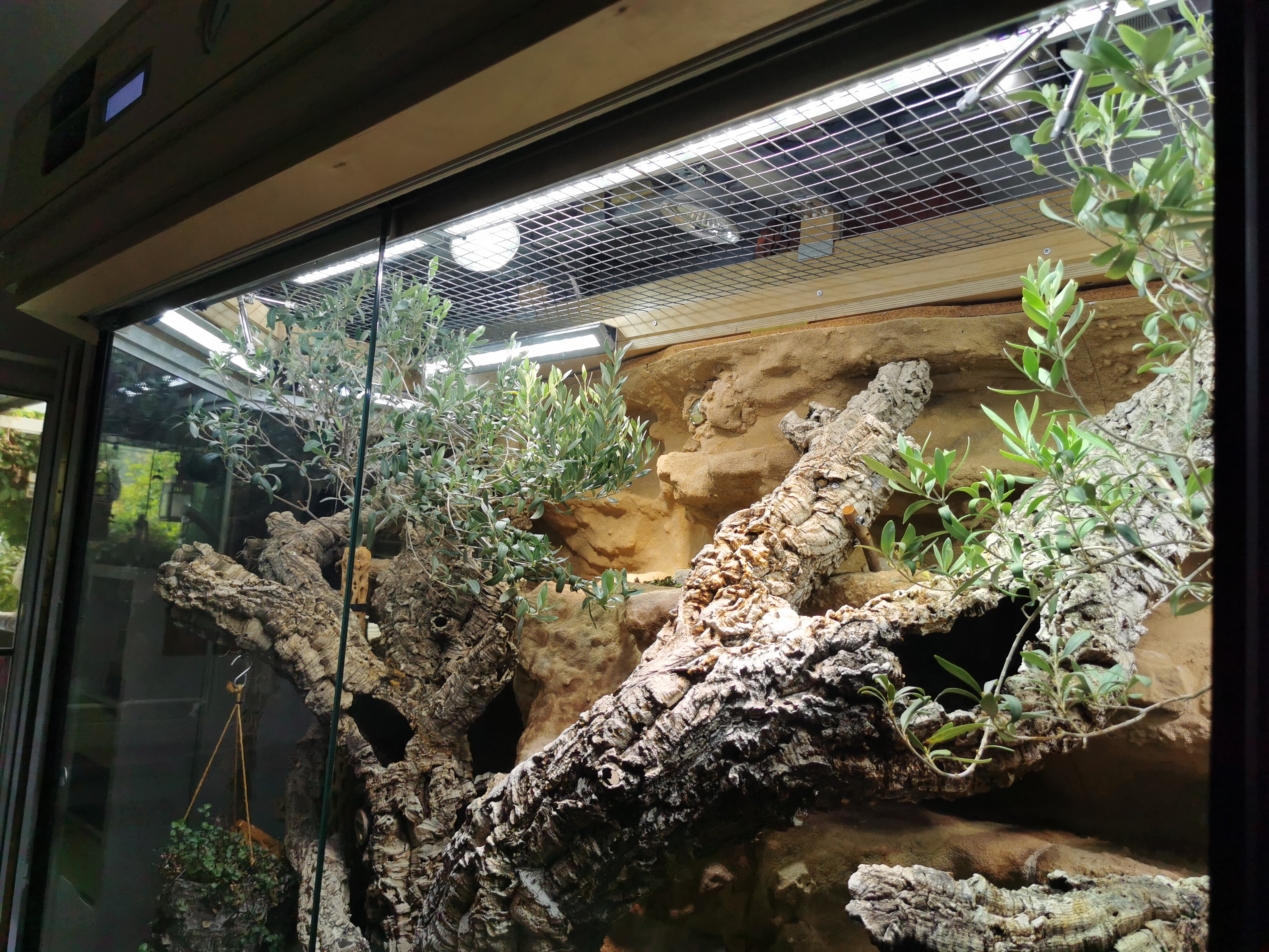 Grosses Terrarium oben offen
