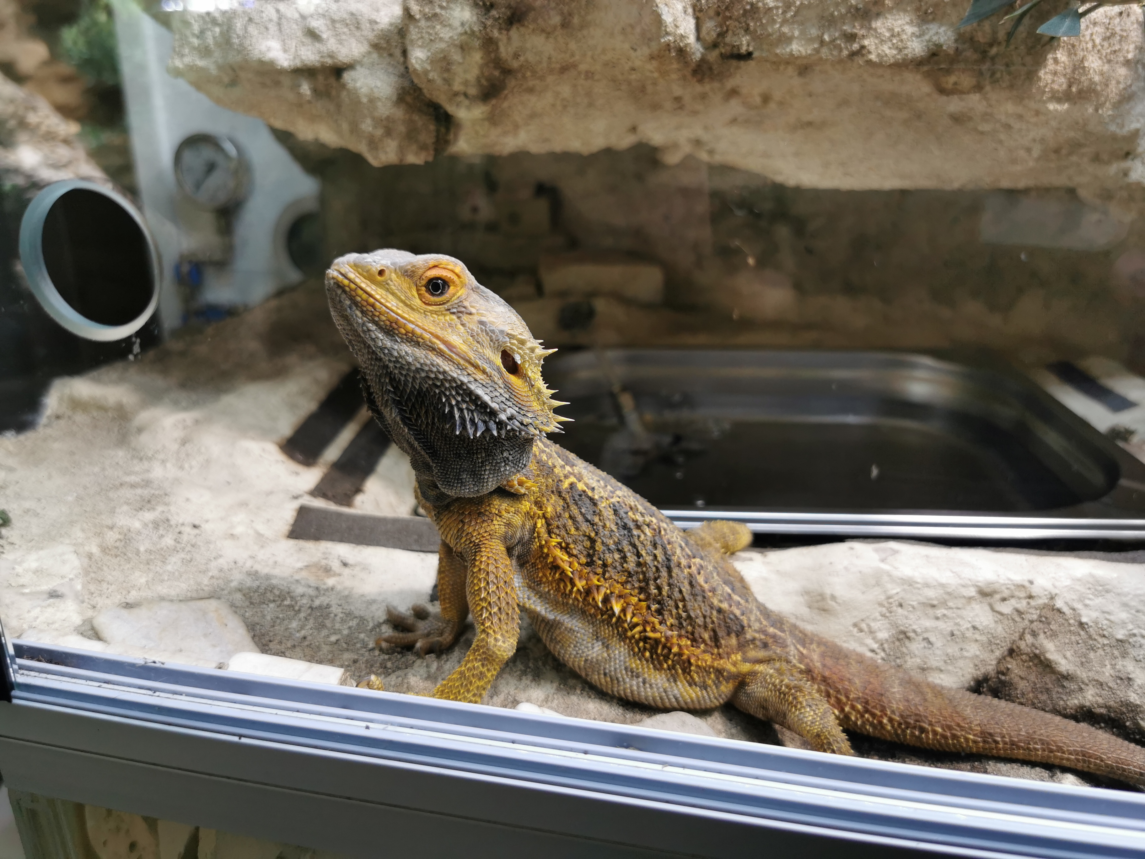 Tequila sitzt in Boden Nähe, Körpertemperatur 31, 9 Grad... Wohlfühltemperatur wäre 33 grad