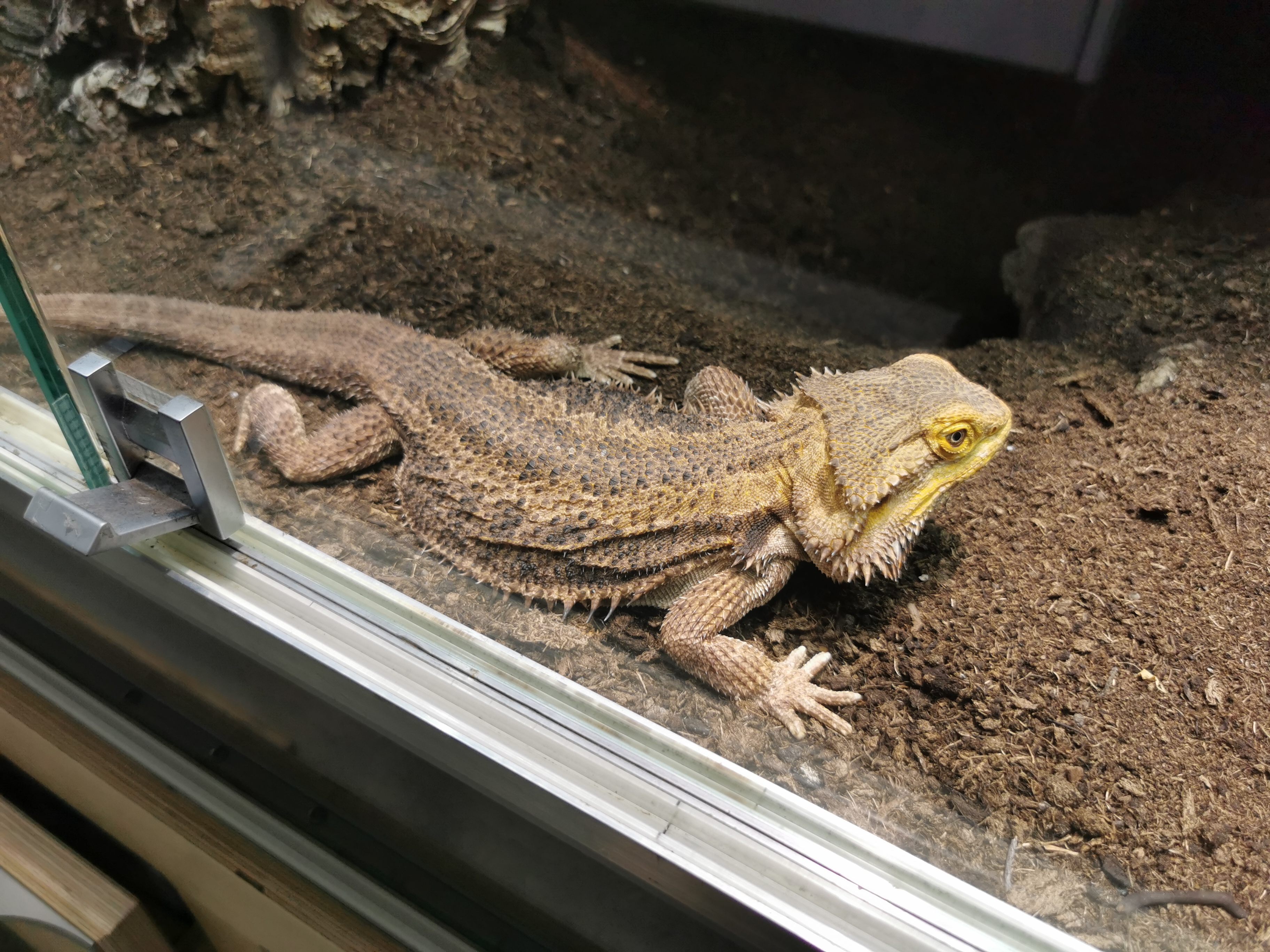Nala Körpertemperatur 30,6 grad, Wohlfühltemperatur 33 Grad
