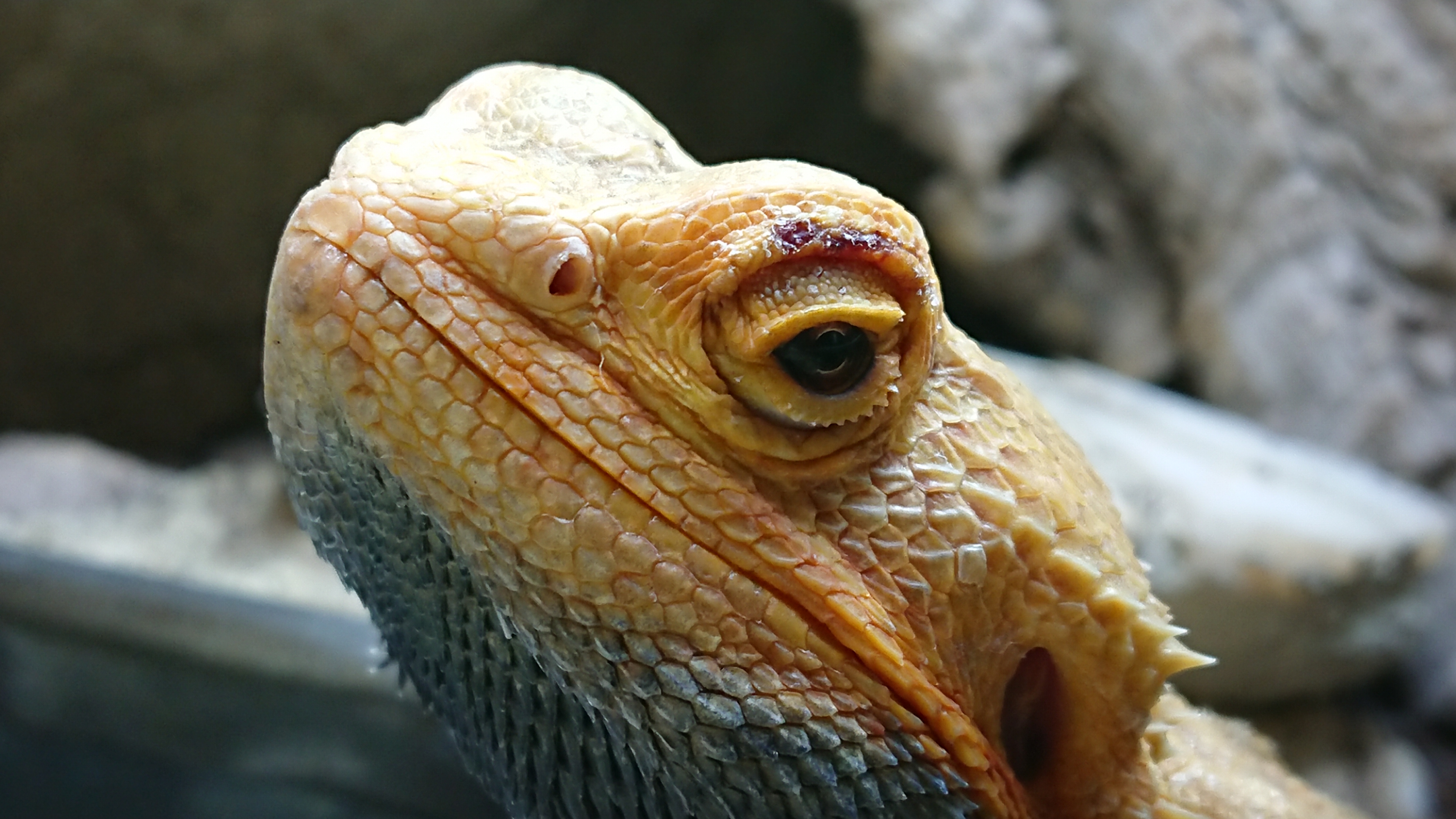 Gabriel Prellung am Auge