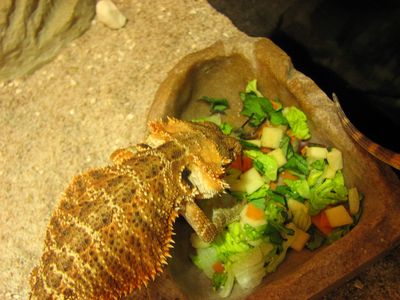 Pflanzliche Nahrung in Form von Salatmx