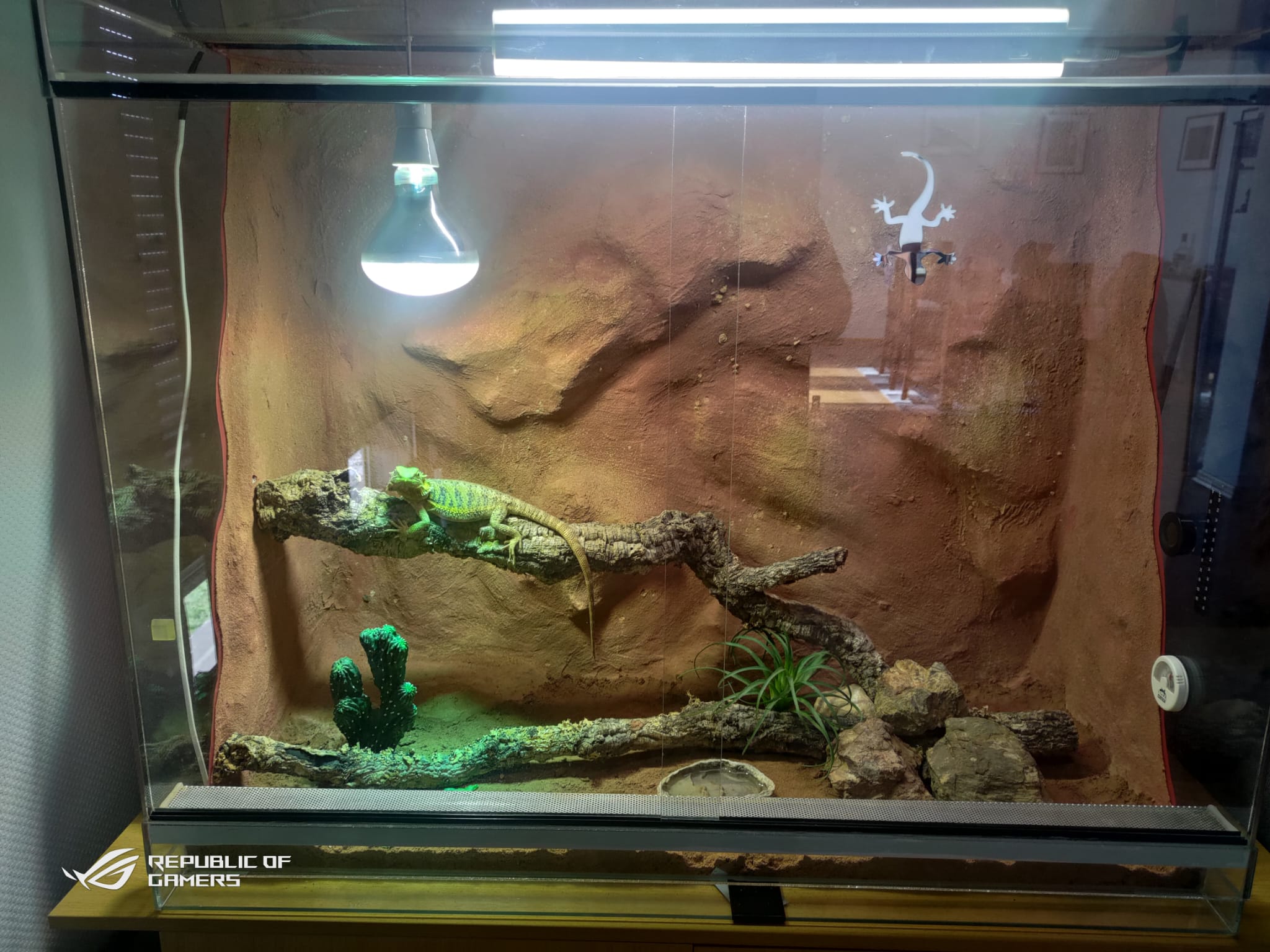 Terrarium Stand 06.04.2023